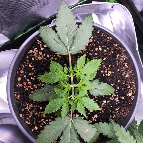 Purple Punch auto growlog timeline photo