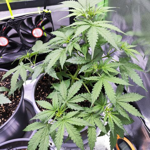 Purple Punch Auto growlog timeline photo