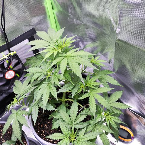 Purple Punch Auto growlog timeline photo