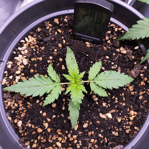 Jack Herer Automatic growlog timeline photo