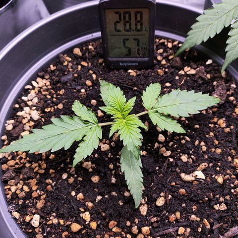 Jack Herer Automatic growlog timeline photo
