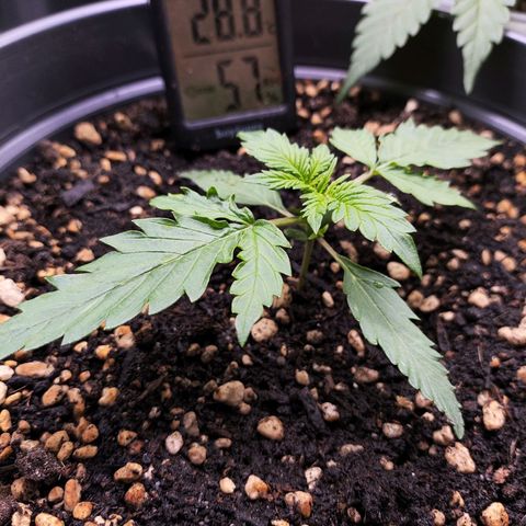 Jack Herer Automatic growlog timeline photo