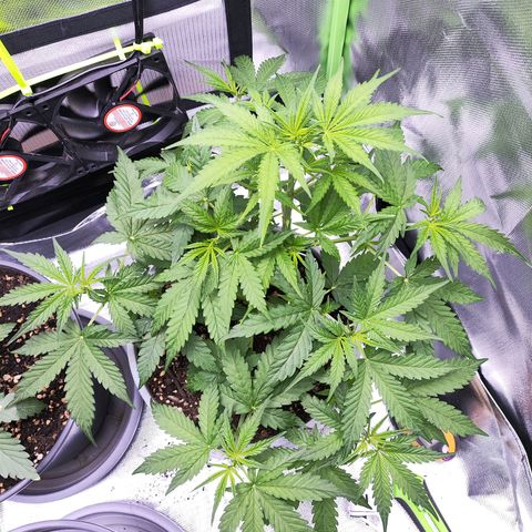Purple Punch Auto growlog timeline photo