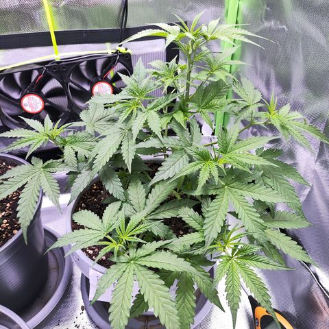 Purple Punch Auto growlog timeline photo