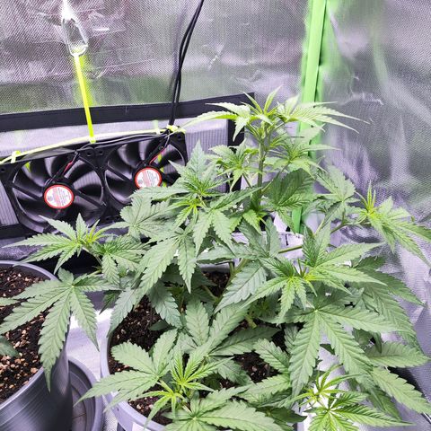 Purple Punch Auto growlog timeline photo