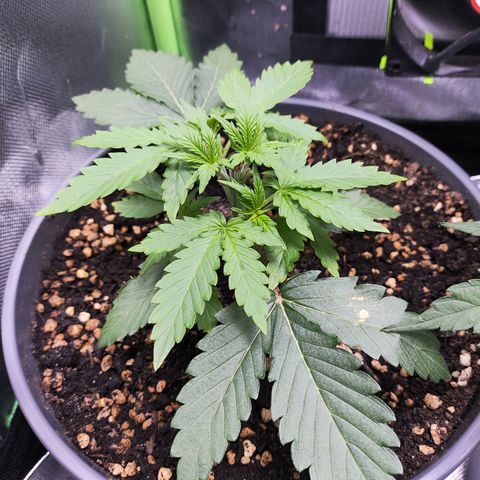 Purple Punch auto growlog timeline photo