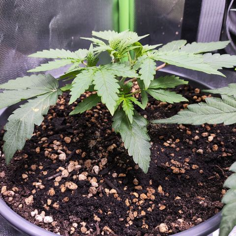 Purple Punch auto growlog timeline photo