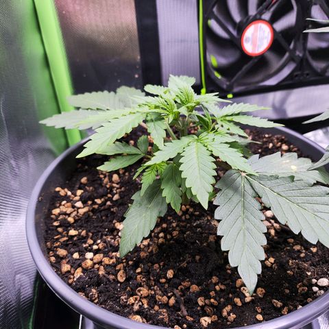 Purple Punch auto growlog timeline photo