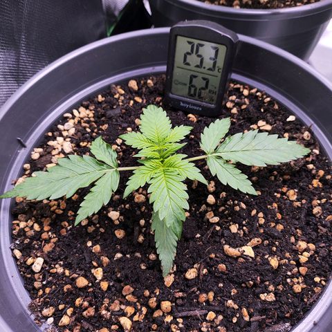Jack Herer Automatic growlog timeline photo