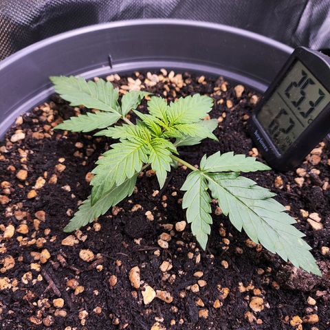 Jack Herer Automatic growlog timeline photo