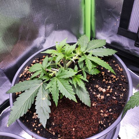 Purple Punch auto growlog timeline photo