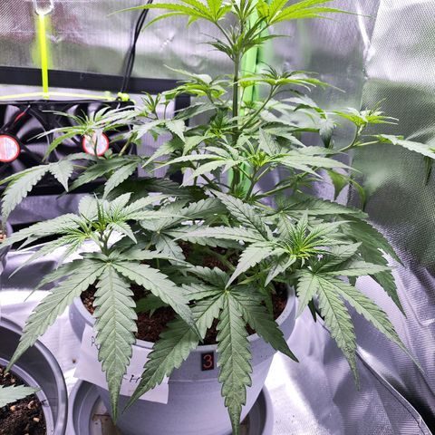 Purple Punch Auto growlog timeline photo