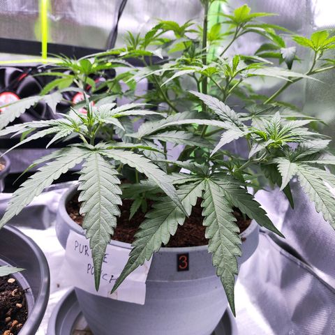 Purple Punch Auto growlog timeline photo