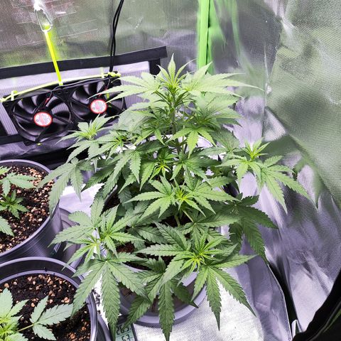 Purple Punch Auto growlog timeline photo