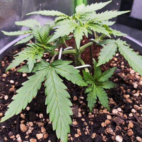 Purple Punch auto growlog timeline photo