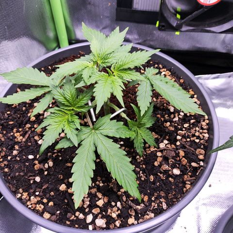 Purple Punch auto growlog timeline photo