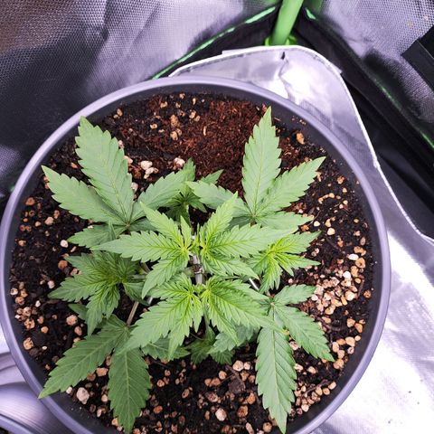 Purple Punch auto growlog timeline photo