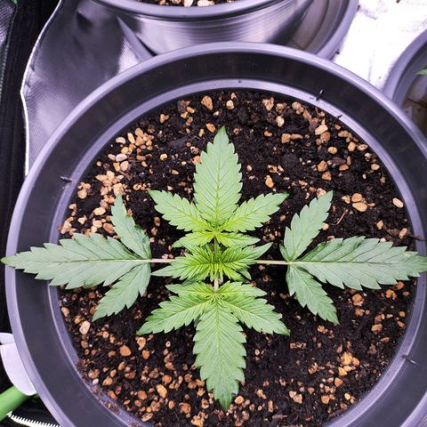 Jack Herer Automatic growlog timeline photo
