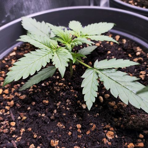 Jack Herer Automatic growlog timeline photo