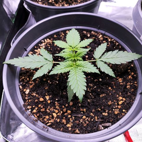 Jack Herer Automatic growlog timeline photo