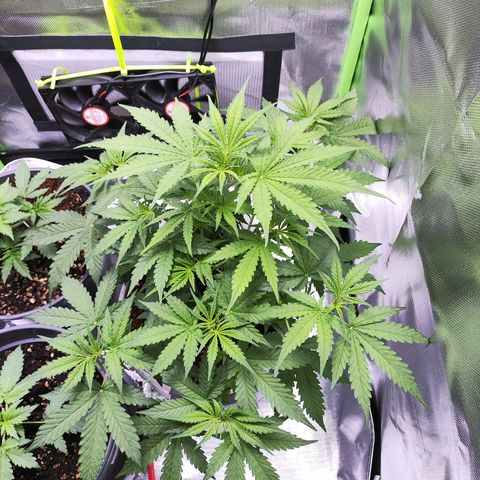 Purple Punch Auto growlog timeline photo
