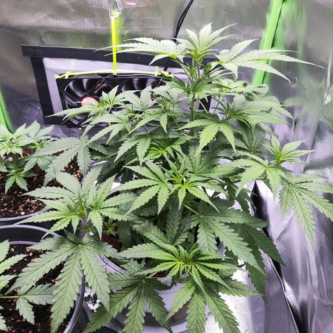 Purple Punch Auto growlog timeline photo