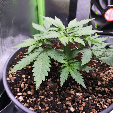 Purple Punch auto growlog timeline photo