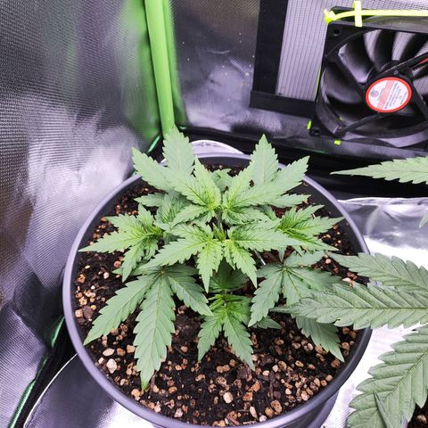Purple Punch auto growlog timeline photo
