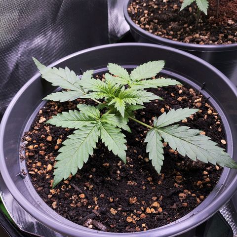Jack Herer Automatic growlog timeline photo