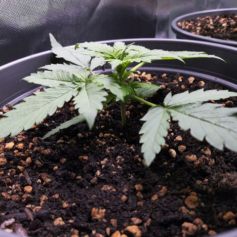 Jack Herer Automatic growlog timeline photo