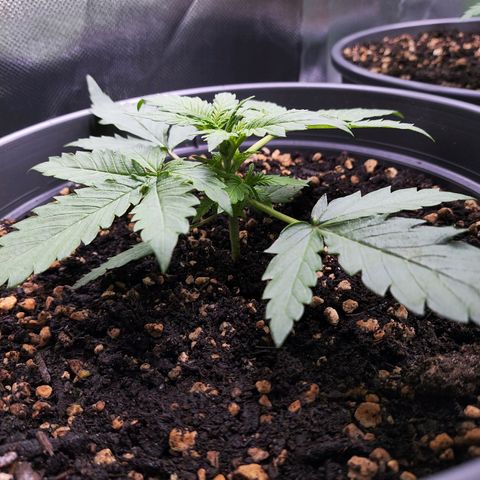 Jack Herer Automatic growlog timeline photo