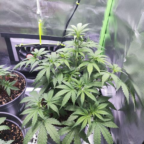 Purple Punch Auto growlog timeline photo
