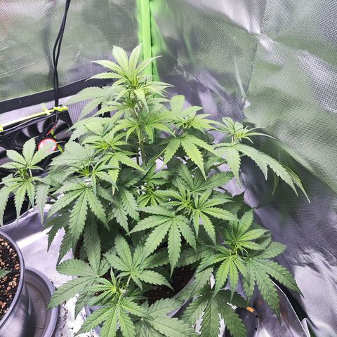 Purple Punch Auto growlog timeline photo