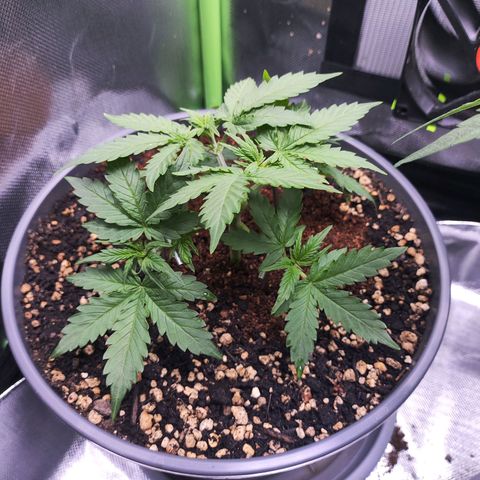 Purple Punch auto growlog timeline photo