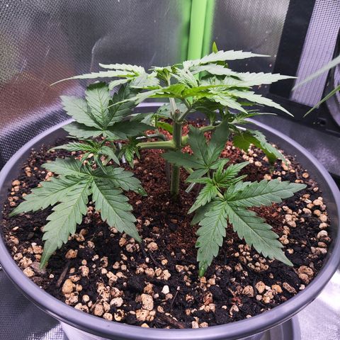Purple Punch auto growlog timeline photo