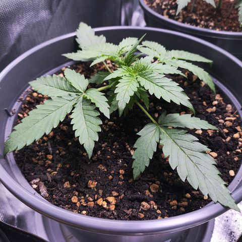 Jack Herer Automatic growlog timeline photo