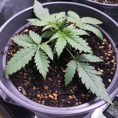 Jack Herer Automatic growlog timeline photo