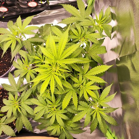 Purple Punch Auto growlog timeline photo