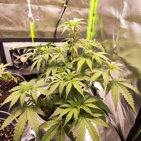 Purple Punch Auto growlog timeline photo