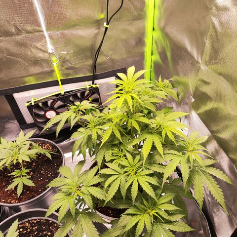 Purple Punch Auto growlog timeline photo