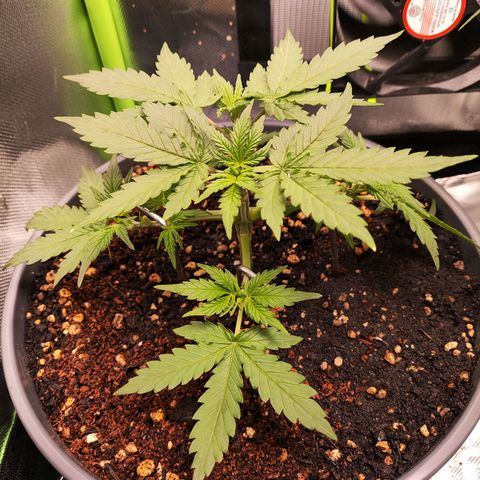 Purple Punch auto growlog timeline photo