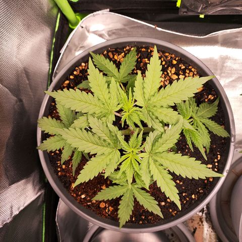 Purple Punch auto growlog timeline photo