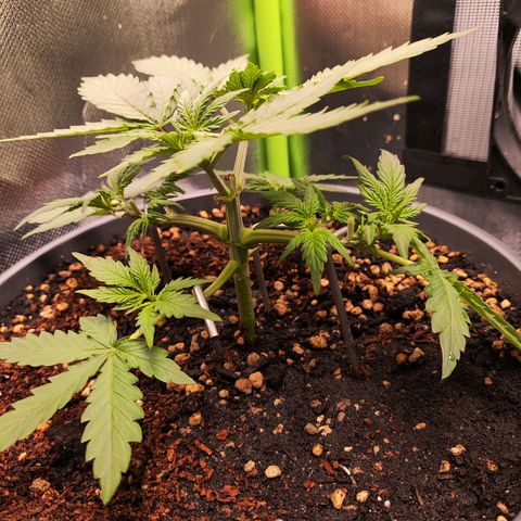 Purple Punch auto growlog timeline photo