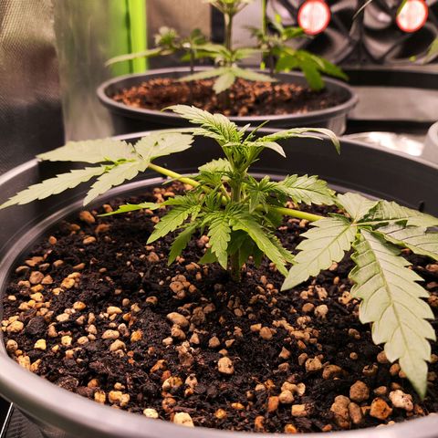 Jack Herer Automatic growlog timeline photo
