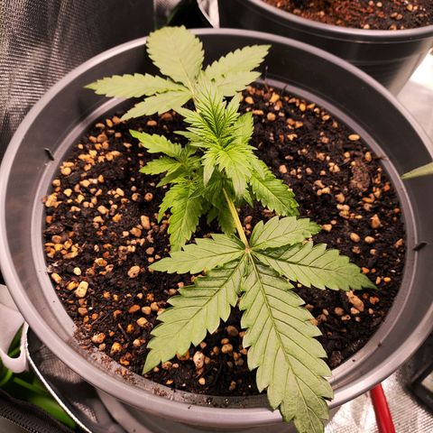Jack Herer Automatic growlog timeline photo