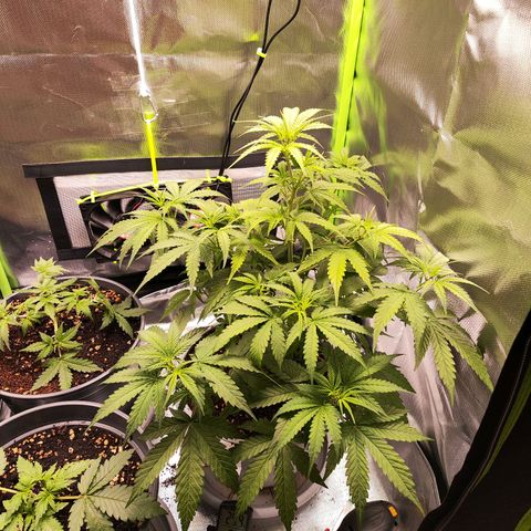 Purple Punch Auto growlog timeline photo