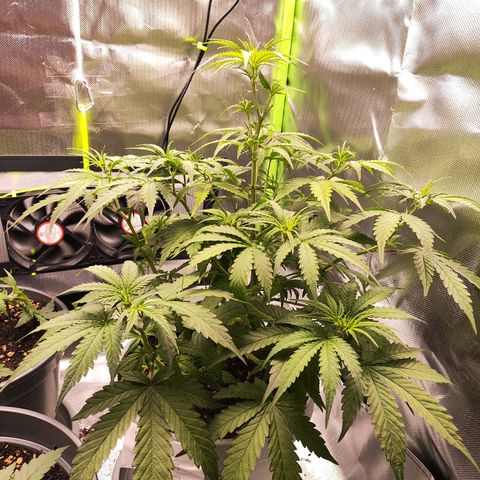 Purple Punch Auto growlog timeline photo