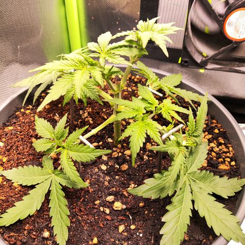 Purple Punch auto growlog timeline photo