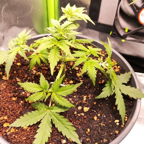 Purple Punch auto growlog timeline photo