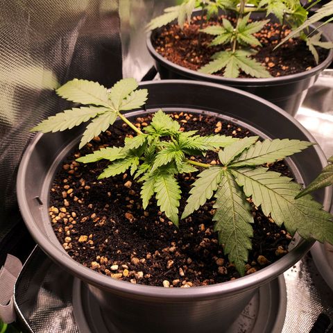 Jack Herer Automatic growlog timeline photo